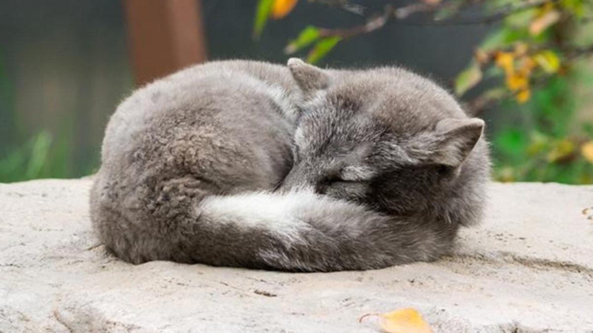 İnsanların Kuyruğu Olmamasına Rağmen Neden ’Kuyruk Sokumu’ Vardır?