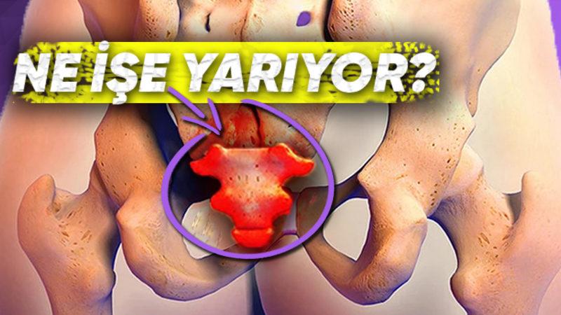İnsanların Kuyruğu Olmamasına Rağmen Neden ’Kuyruk Sokumu’ Vardır?