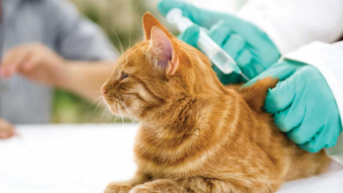 COVID-19 Aşılarının Üretimi, Karma Aşı Üretimini Kötü Etkiledi: Evcil Hayvan Kayıpları Artıyor