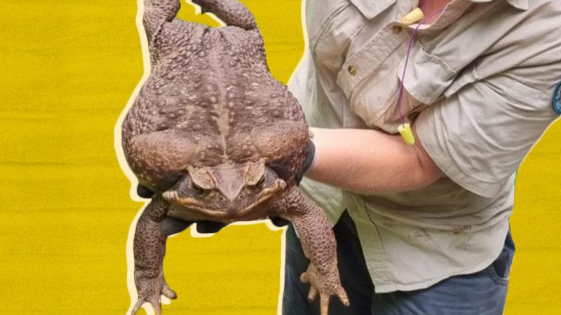 Dünyanın En Büyük Kara Kurbağası Keşfedildi: "Ayakları Olan Futbol Topu"