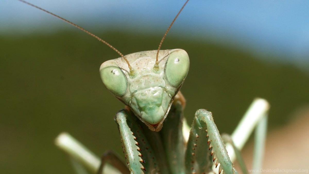 Çiftleştikten Sonra Tam Bir ’Yamyama’ Dönüşen Peygamberdevesi Hakkında 10 İlginç Bilgi