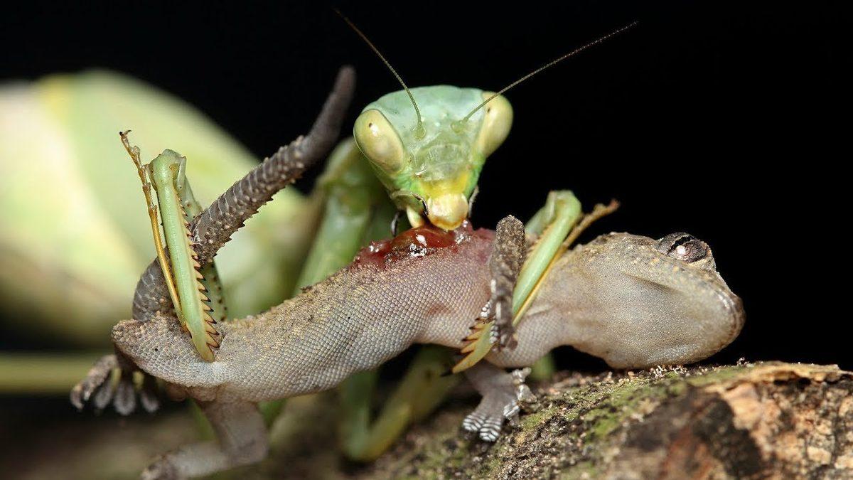 Çiftleştikten Sonra Tam Bir ’Yamyama’ Dönüşen Peygamberdevesi Hakkında 10 İlginç Bilgi