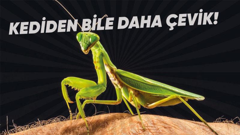 Çiftleştikten Sonra Tam Bir ’Yamyama’ Dönüşen Peygamberdevesi Hakkında 10 İlginç Bilgi