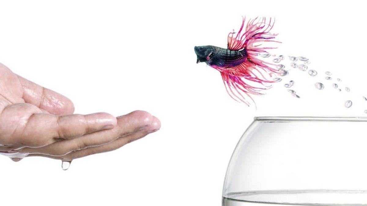 Eğitilebilecek Kadar Zeki Olan Beta Balıklarının Okuyunca ’Gerçekten mi’ Diyeceğiniz Özellikleri