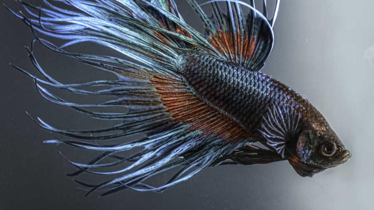 Eğitilebilecek Kadar Zeki Olan Beta Balıklarının Okuyunca ’Gerçekten mi’ Diyeceğiniz Özellikleri