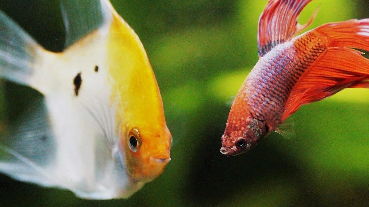 Eğitilebilecek Kadar Zeki Olan Beta Balıklarının Okuyunca ’Gerçekten mi’ Diyeceğiniz Özellikleri