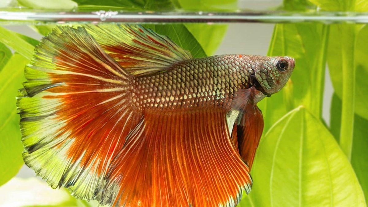 Eğitilebilecek Kadar Zeki Olan Beta Balıklarının Okuyunca ’Gerçekten mi’ Diyeceğiniz Özellikleri