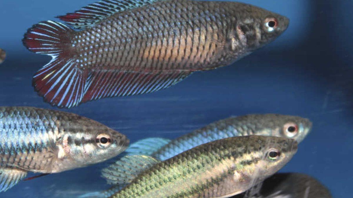 Eğitilebilecek Kadar Zeki Olan Beta Balıklarının Okuyunca ’Gerçekten mi’ Diyeceğiniz Özellikleri