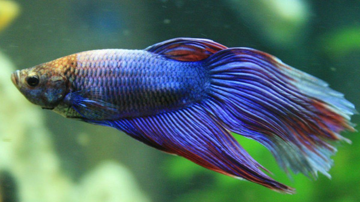 Eğitilebilecek Kadar Zeki Olan Beta Balıklarının Okuyunca ’Gerçekten mi’ Diyeceğiniz Özellikleri