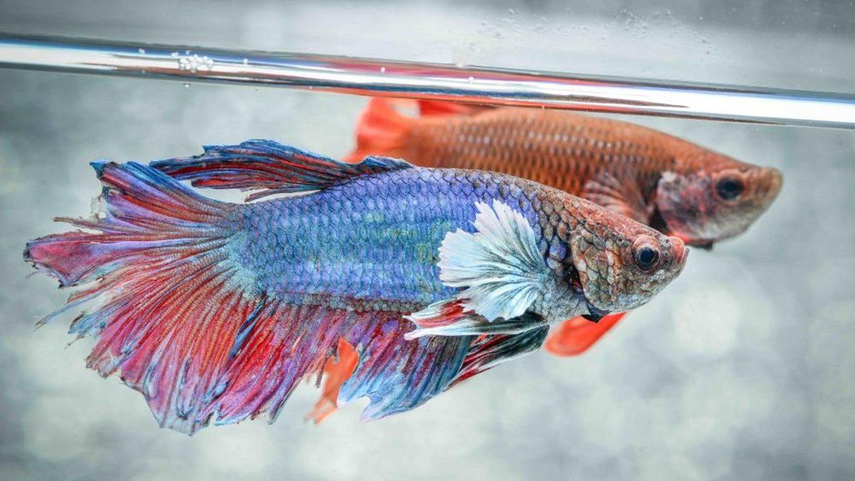 Eğitilebilecek Kadar Zeki Olan Beta Balıklarının Okuyunca ’Gerçekten mi’ Diyeceğiniz Özellikleri