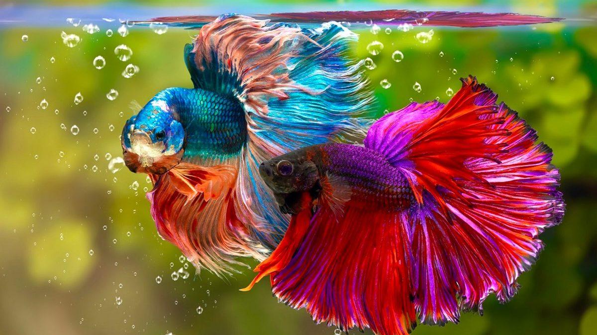 Eğitilebilecek Kadar Zeki Olan Beta Balıklarının Okuyunca ’Gerçekten mi’ Diyeceğiniz Özellikleri