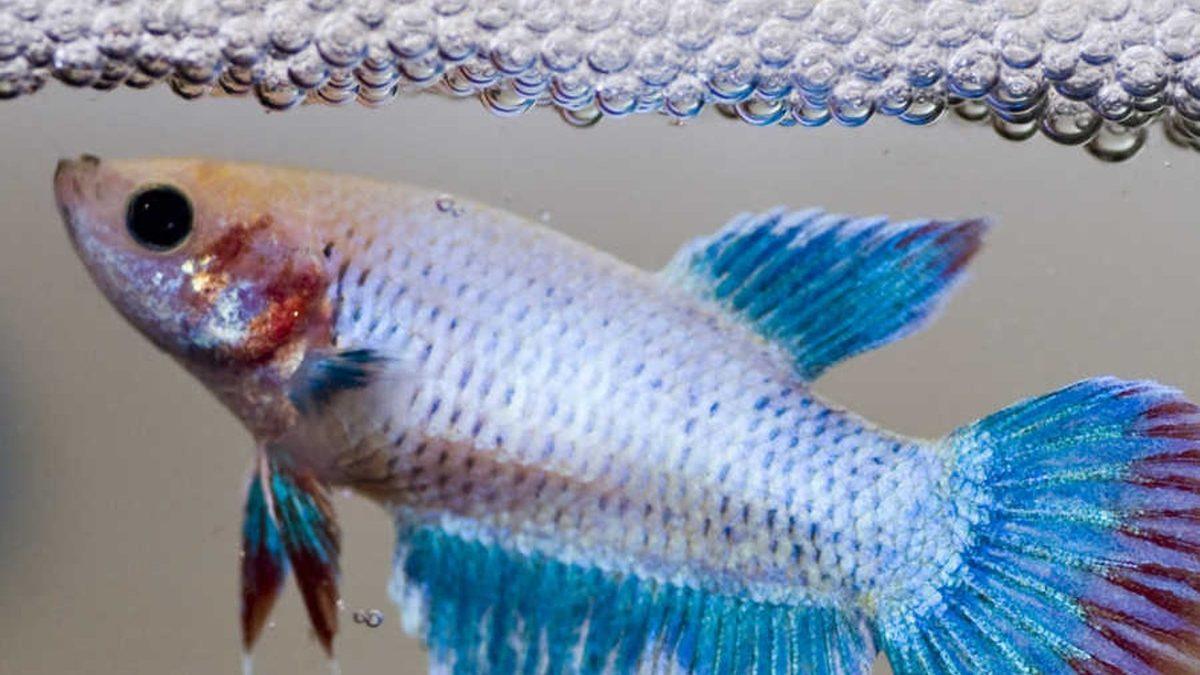 Eğitilebilecek Kadar Zeki Olan Beta Balıklarının Okuyunca ’Gerçekten mi’ Diyeceğiniz Özellikleri
