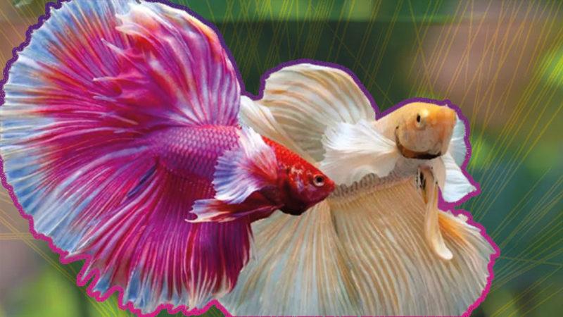 Eğitilebilecek Kadar Zeki Olan Beta Balıklarının Okuyunca ’Gerçekten mi’ Diyeceğiniz Özellikleri