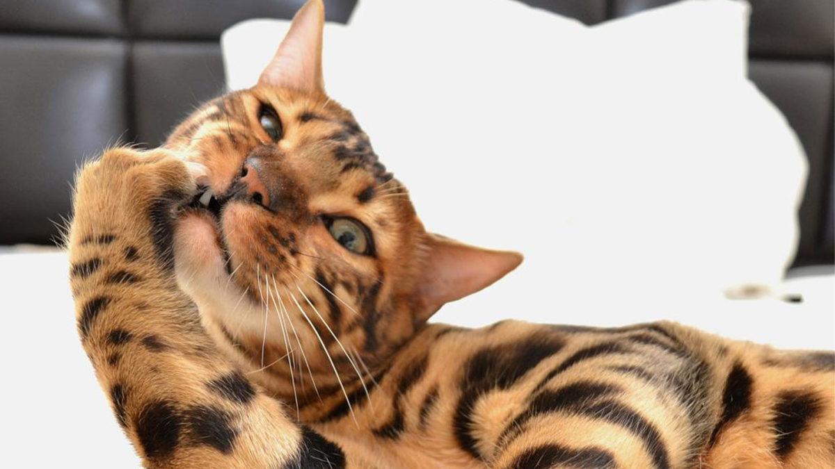 Tatlı Görüntülerinin Altında  Vahşi Bir Leopar Geni Yatan Bengal Kedilerinin Bilmeniz Gereken 10 Özelliği