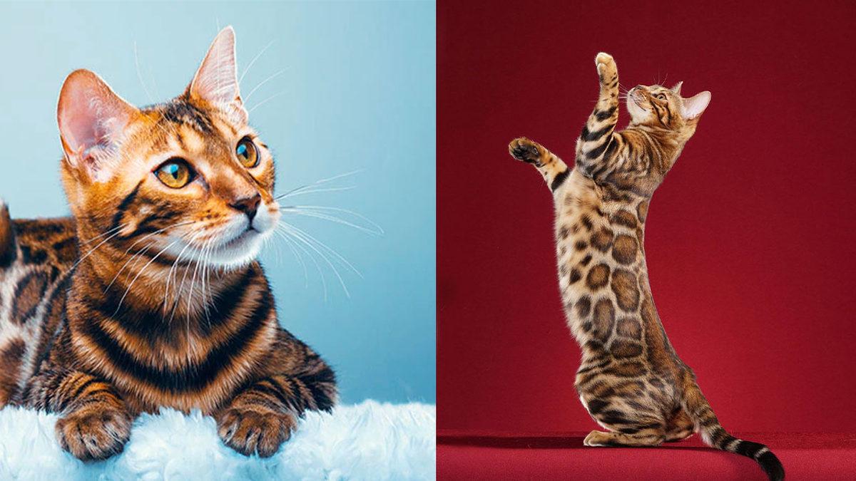 Tatlı Görüntülerinin Altında  Vahşi Bir Leopar Geni Yatan Bengal Kedilerinin Bilmeniz Gereken 10 Özelliği