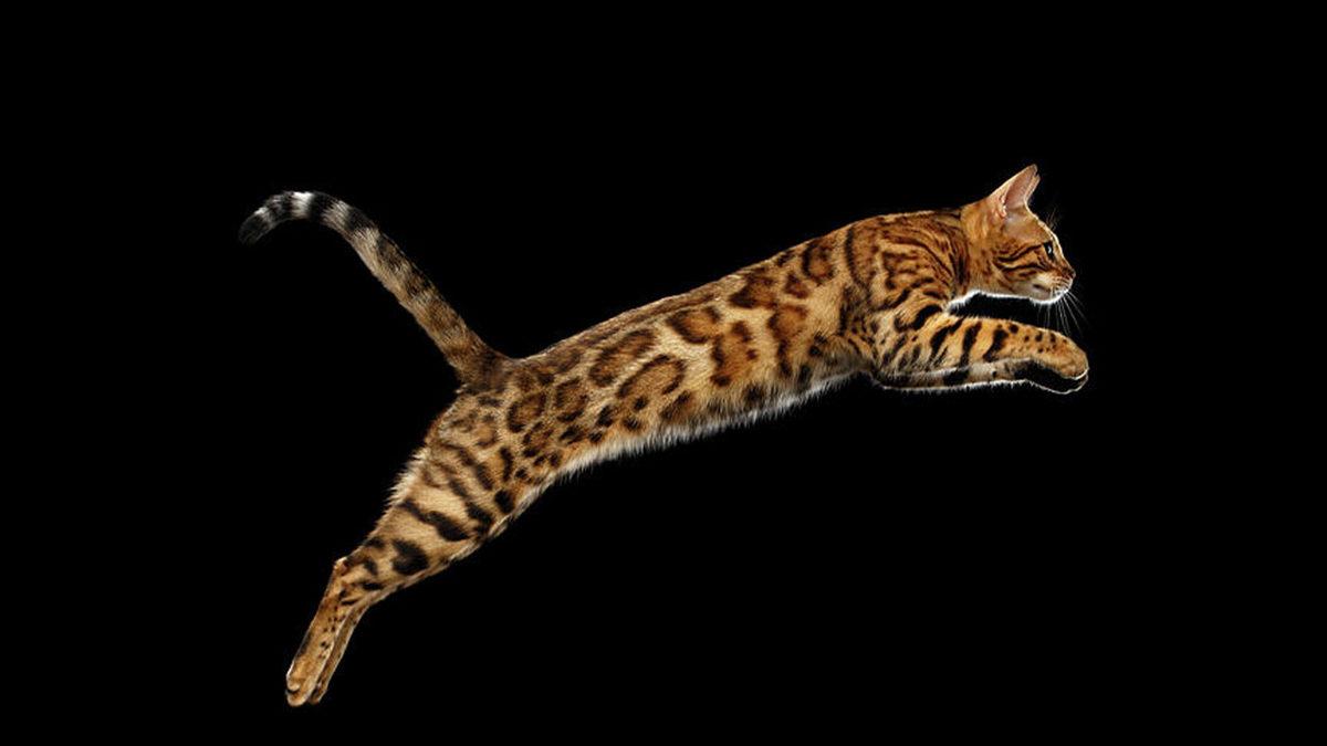 Tatlı Görüntülerinin Altında  Vahşi Bir Leopar Geni Yatan Bengal Kedilerinin Bilmeniz Gereken 10 Özelliği