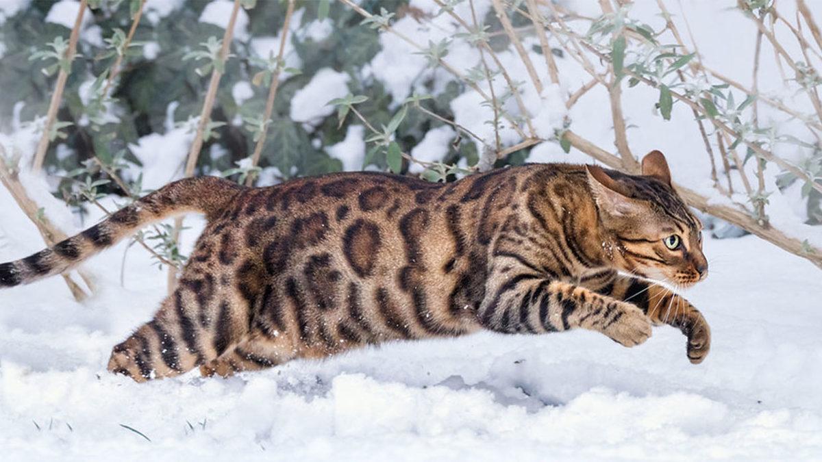 Tatlı Görüntülerinin Altında  Vahşi Bir Leopar Geni Yatan Bengal Kedilerinin Bilmeniz Gereken 10 Özelliği