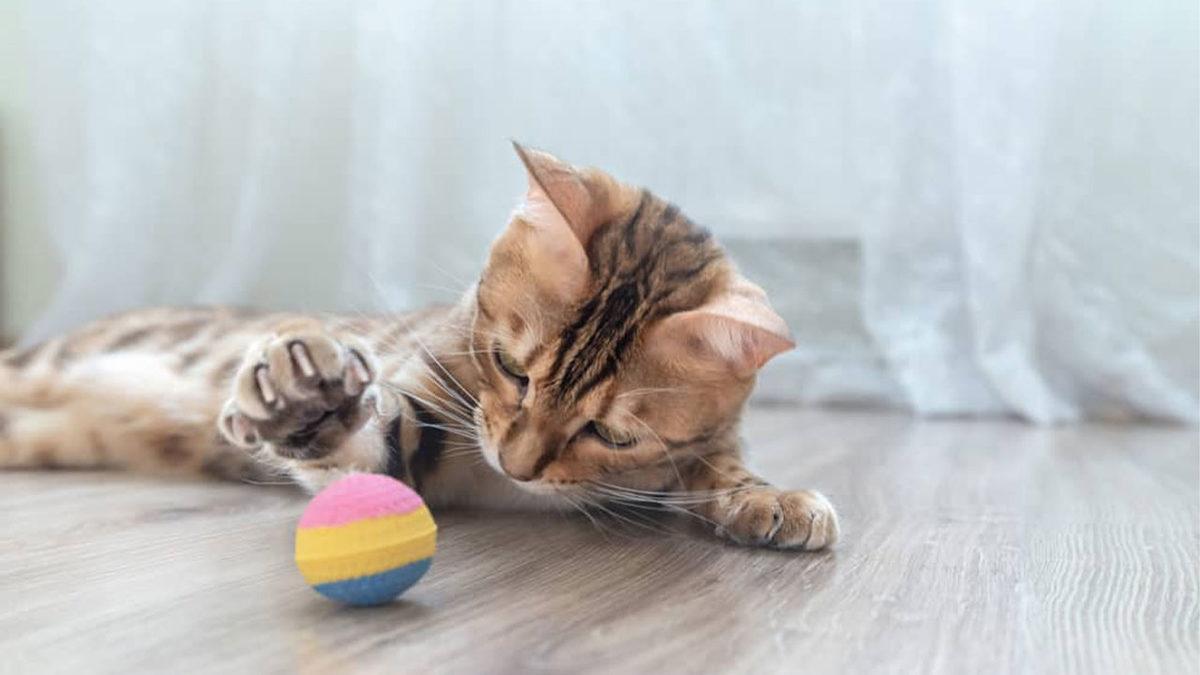 Tatlı Görüntülerinin Altında  Vahşi Bir Leopar Geni Yatan Bengal Kedilerinin Bilmeniz Gereken 10 Özelliği