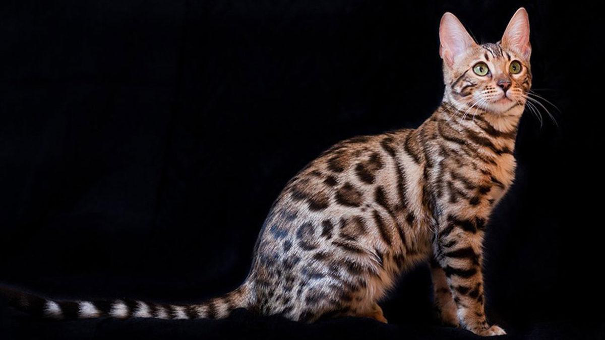 Tatlı Görüntülerinin Altında  Vahşi Bir Leopar Geni Yatan Bengal Kedilerinin Bilmeniz Gereken 10 Özelliği