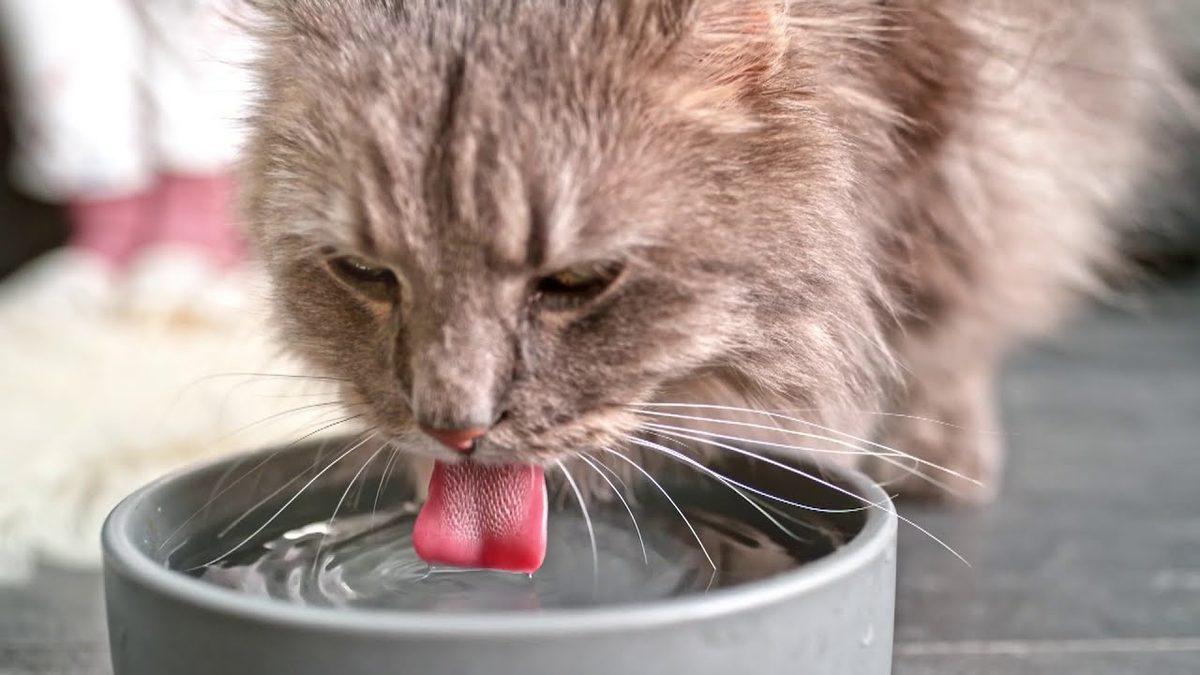 Kedi Bakımıyla İlgili Herkesin Bilmesi Gereken 10 Şey