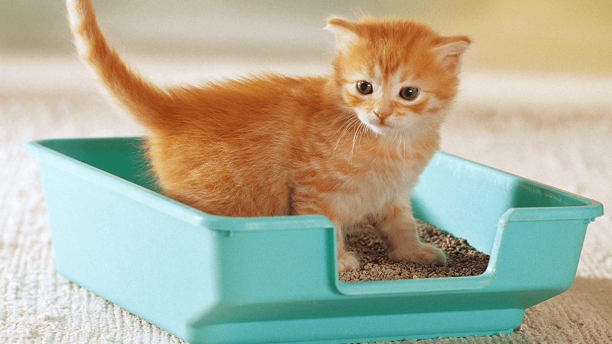 Kedi Bakımıyla İlgili Herkesin Bilmesi Gereken 10 Şey