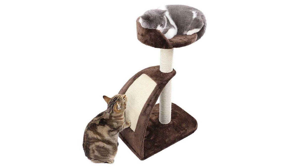 Kedi Bakımıyla İlgili Herkesin Bilmesi Gereken 10 Şey