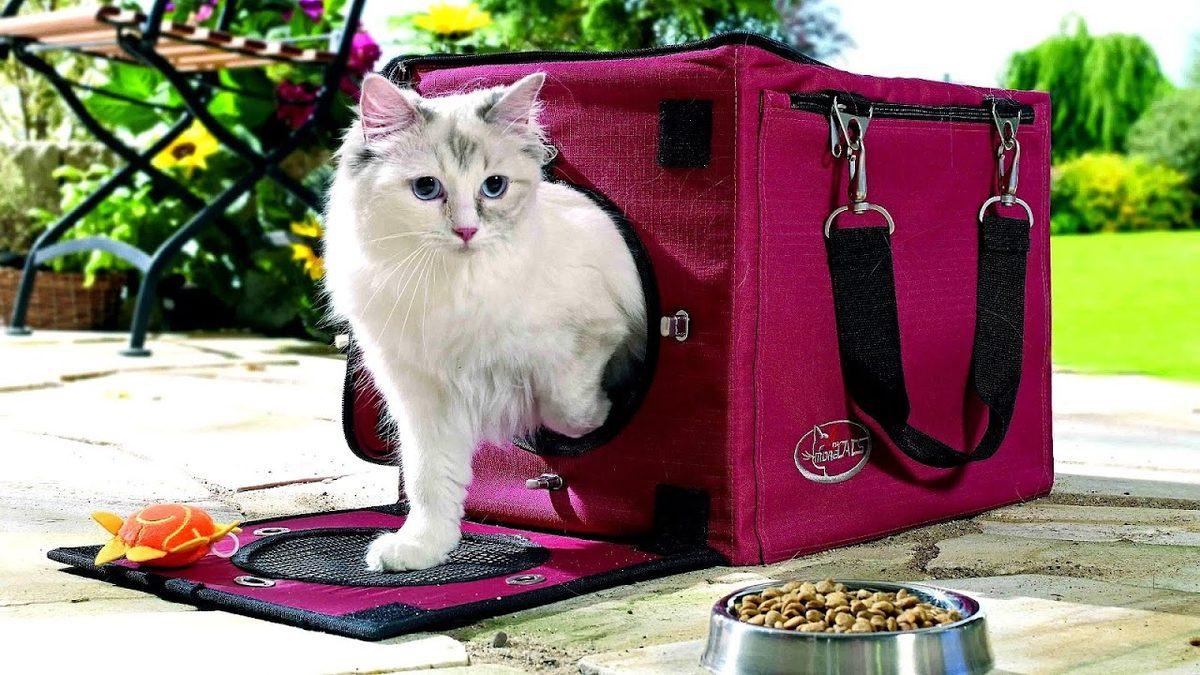 Kedi Bakımıyla İlgili Herkesin Bilmesi Gereken 10 Şey