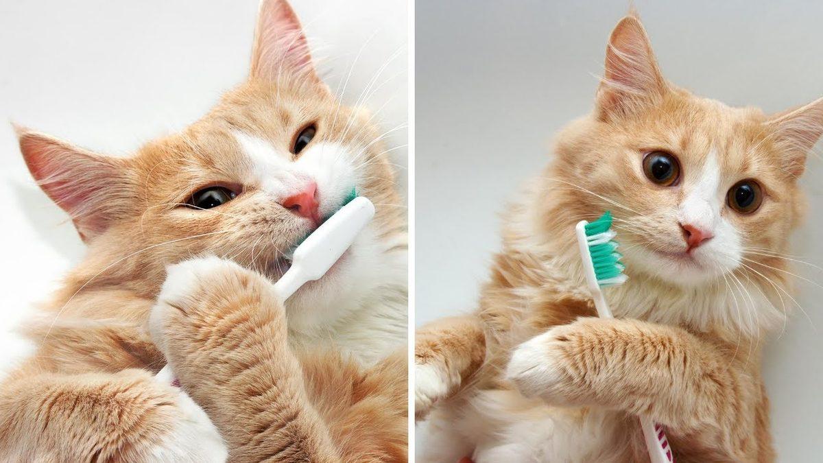 Kedi Bakımıyla İlgili Herkesin Bilmesi Gereken 10 Şey