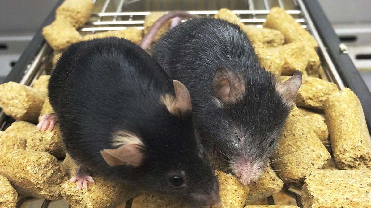 Yaşlanmayı Tersine Çevirmede Tarihi Başarı: Denekler Önce Yaşlandırılıp Sonra Gençleştirildi