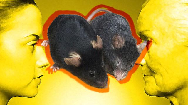 Yaşlanmayı Tersine Çevirmede Tarihi Başarı: Denekler Önce Yaşlandırılıp Sonra Gençleştirildi