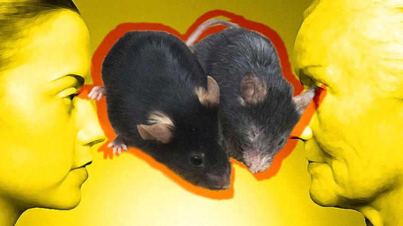 Yaşlanmayı Tersine Çevirmede Tarihi Başarı: Denekler Önce Yaşlandırılıp Sonra Gençleştirildi