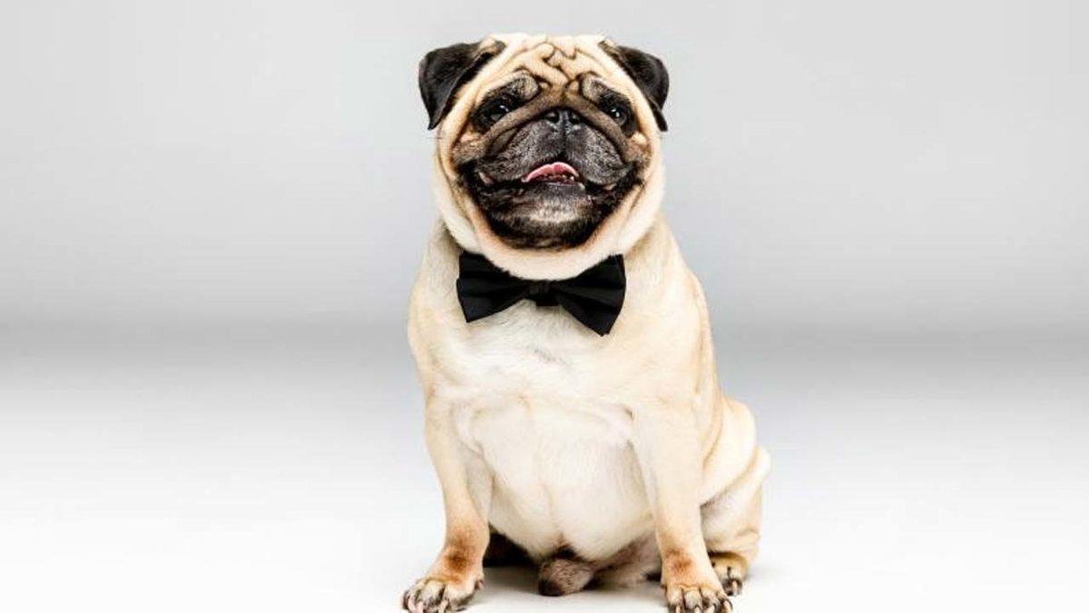 Türkiye’ye Örnek Olabilir: Kısa Burunlu Köpeklerin ve Kıvrık Kulaklı Kedilerin Satışı ve Sahiplenilmesi Yasaklanıyor