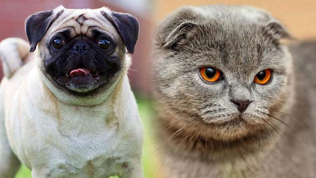 Türkiye’ye Örnek Olabilir: Kısa Burunlu Köpeklerin ve Kıvrık Kulaklı Kedilerin Satışı ve Sahiplenilmesi Yasaklanıyor