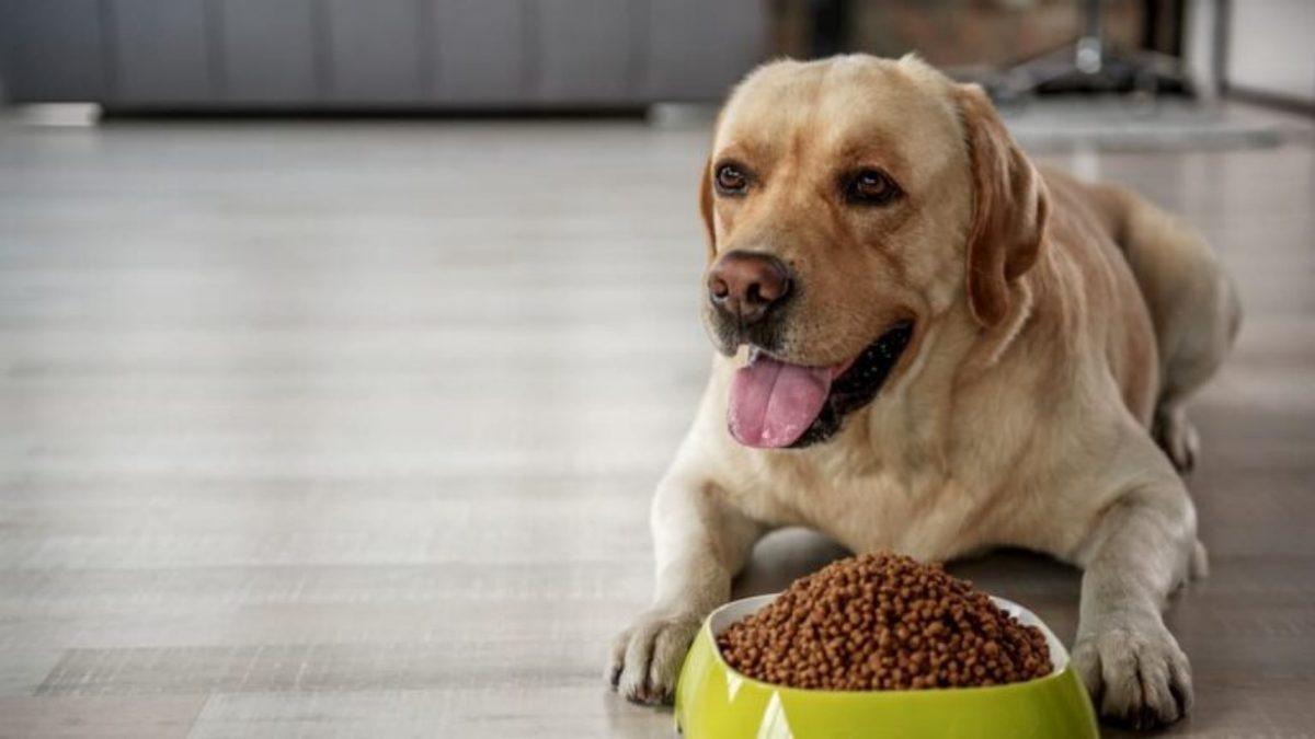 Sadece Sevmek Yetmez: Köpek Bakımıyla İlgili Herkesin Bilmesi Gereken 9 Önemli Bilgi