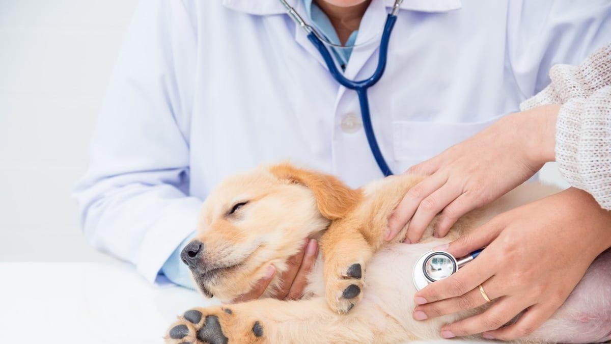 Sadece Sevmek Yetmez: Köpek Bakımıyla İlgili Herkesin Bilmesi Gereken 9 Önemli Bilgi