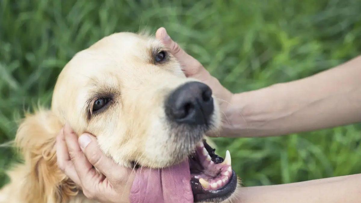 Sadece Sevmek Yetmez: Köpek Bakımıyla İlgili Herkesin Bilmesi Gereken 9 Önemli Bilgi
