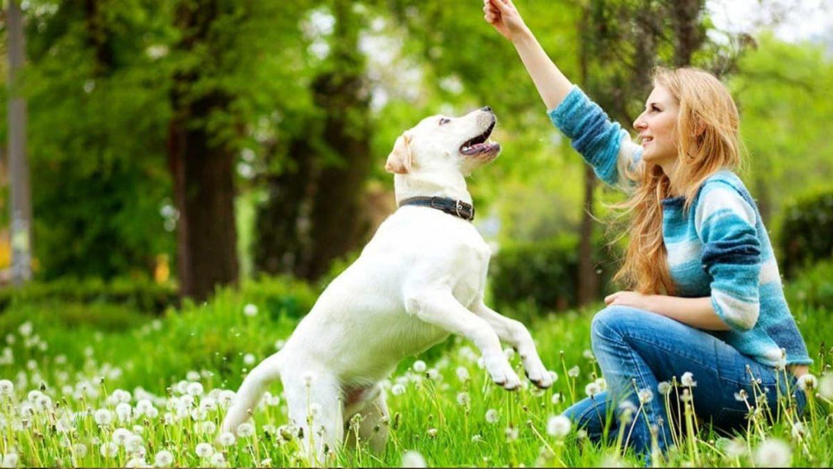 Sadece Sevmek Yetmez: Köpek Bakımıyla İlgili Herkesin Bilmesi Gereken 9 Önemli Bilgi