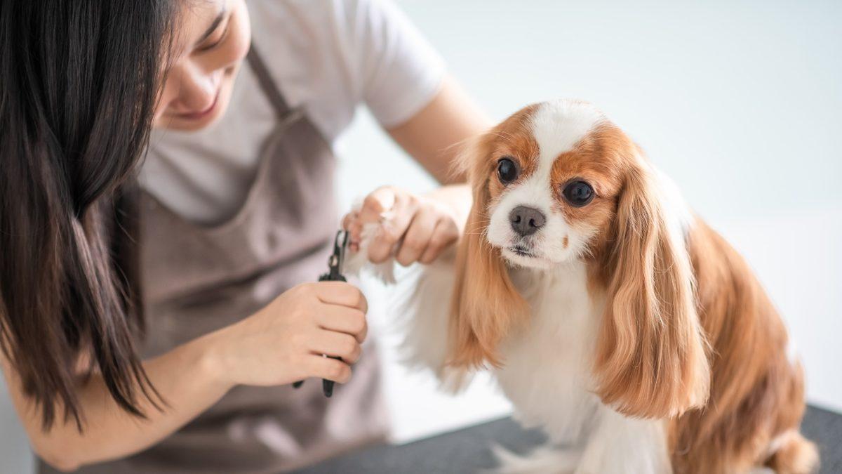 Sadece Sevmek Yetmez: Köpek Bakımıyla İlgili Herkesin Bilmesi Gereken 9 Önemli Bilgi