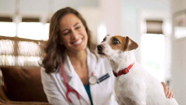 Sadece Sevmek Yetmez: Köpek Bakımıyla İlgili Herkesin Bilmesi Gereken 9 Önemli Bilgi