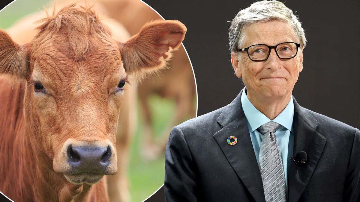Bill Gates, İneklerin Gaz Çıkarmasını Engellemek İçin Milyonlarca Dolar Bağış Yaptı!