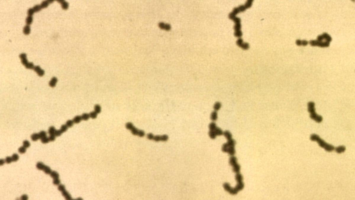 ’Strep A’ Bakterisi Yüzünden Çocuğunu Kaybeden Bir Annenin Anlattıkları ve Hastalıkla İlgili Bilmeniz Gerekenler