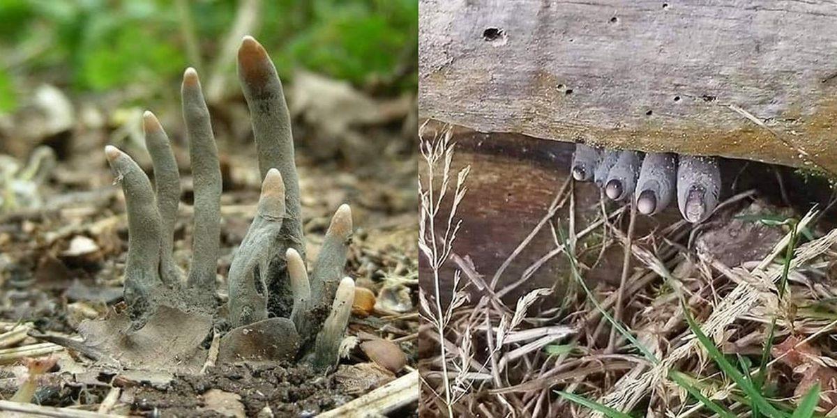 Nabzınız Yükselecek: İnternette Kolay Kolay Karşınıza Çıkmayacak 25 Sıra Dışı Görüntü