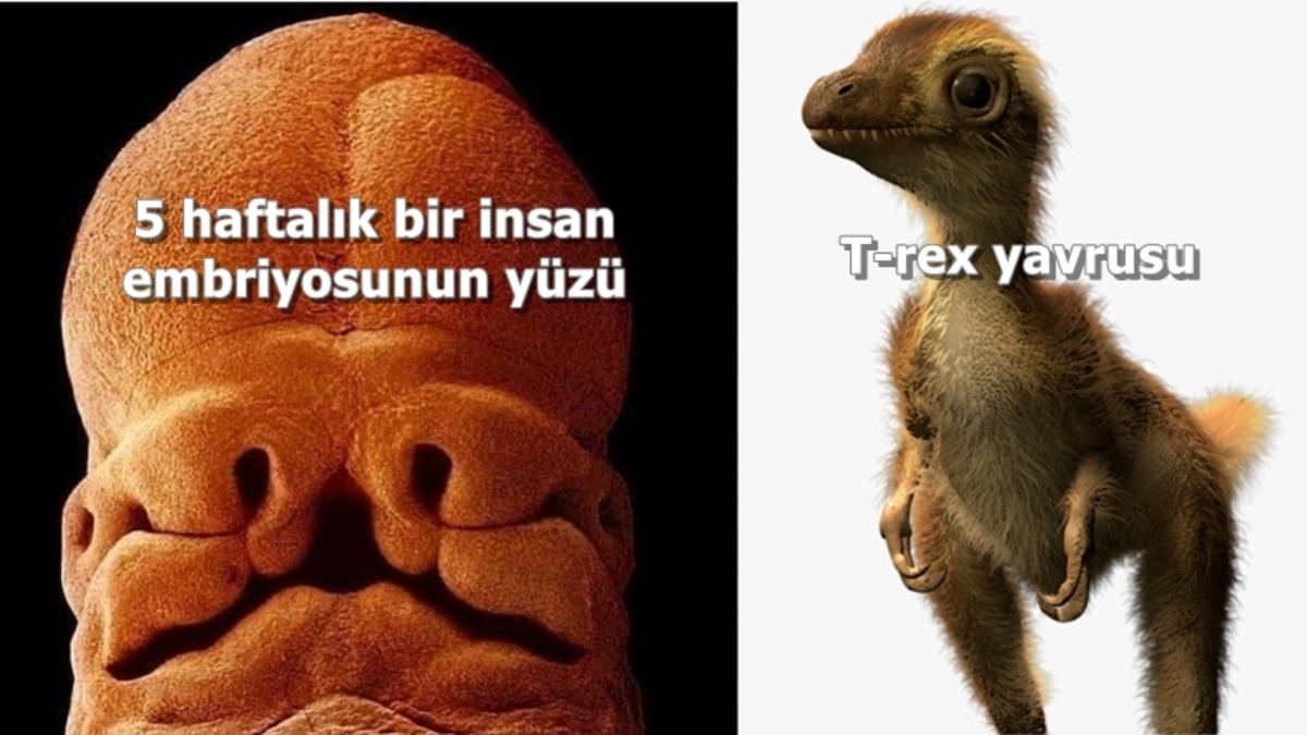 Nabzınız Yükselecek: İnternette Kolay Kolay Karşınıza Çıkmayacak 25 Sıra Dışı Görüntü