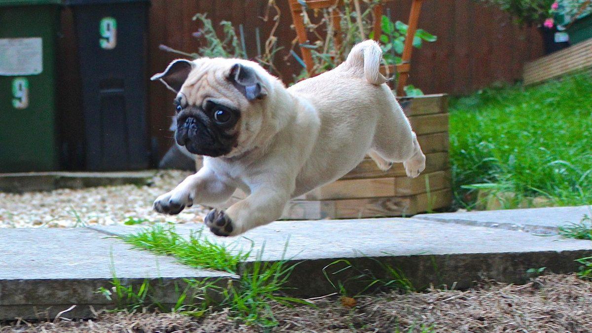 Zamanında Napolyon’u Bile Isırmış: Pug Köpek Cinsi Hakkında İlginç Bilgiler