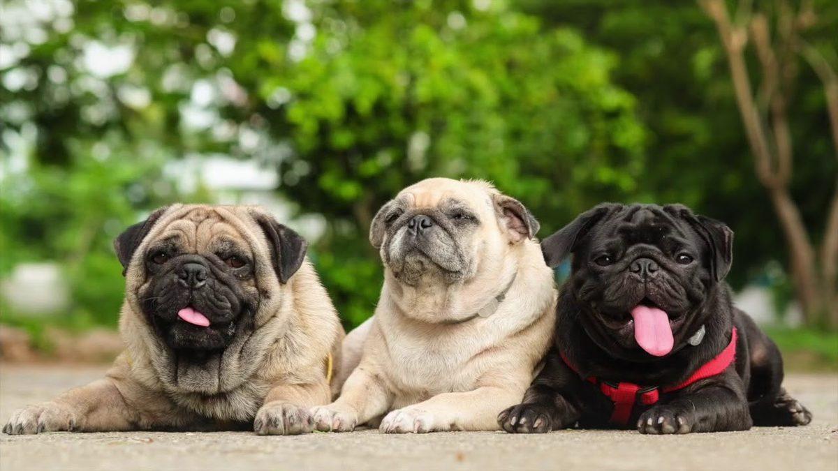 Zamanında Napolyon’u Bile Isırmış: Pug Köpek Cinsi Hakkında İlginç Bilgiler