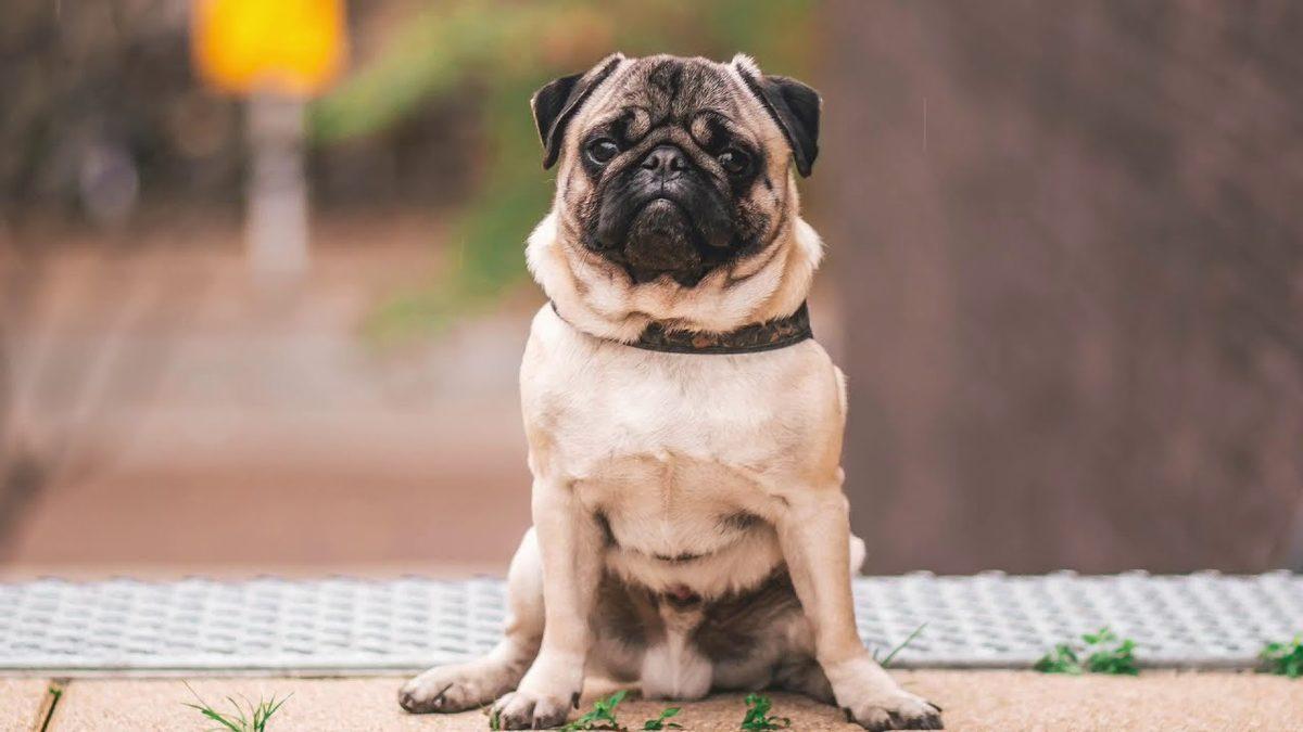 Zamanında Napolyon’u Bile Isırmış: Pug Köpek Cinsi Hakkında İlginç Bilgiler