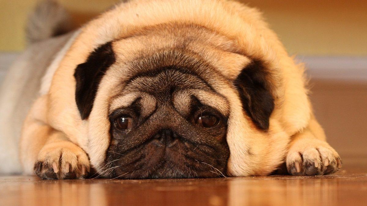 Zamanında Napolyon’u Bile Isırmış: Pug Köpek Cinsi Hakkında İlginç Bilgiler