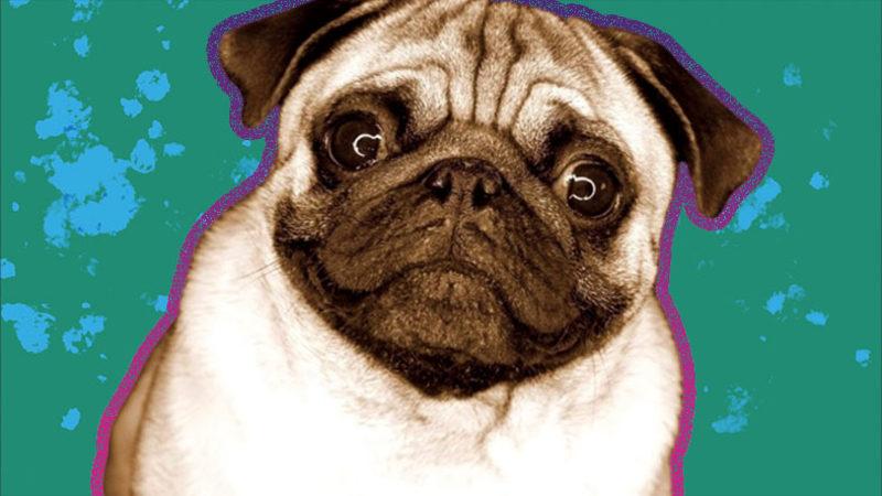 Zamanında Napolyon’u Bile Isırmış: Pug Köpek Cinsi Hakkında İlginç Bilgiler