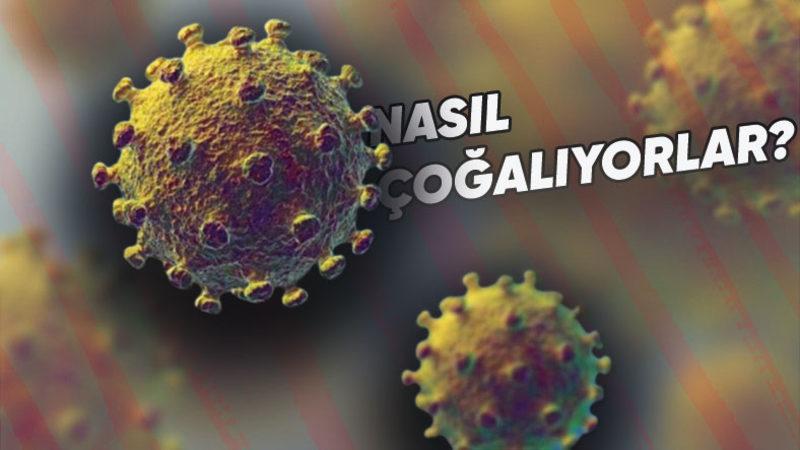 Bugün Bizi Hasta Etmesine Rağmen Gelecekte Hayatımızı Kurtarması Planlanan Virüslerin Okuyunca Ağzınızı Açık Bırakacak Özellikleri