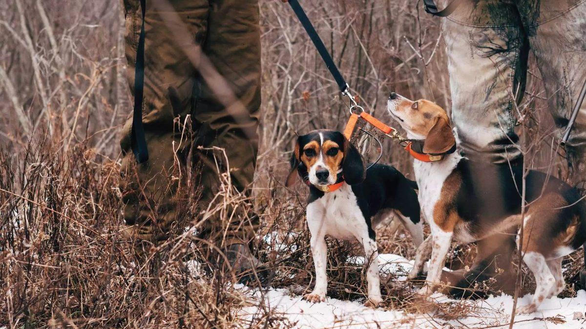 Tam Bir Av Ustası Olan Beagle Cinsi Köpekler Hakkında 9 Bilimsel Gerçek